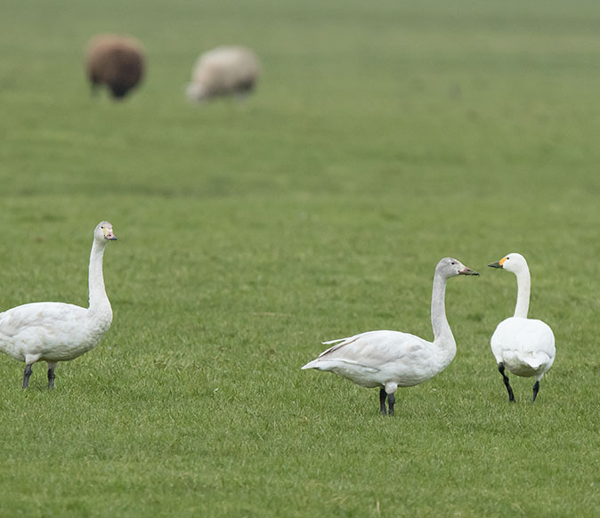 Kleine Zwaan